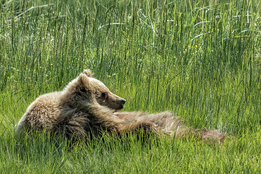Drifting Off - Bear Cubs, No. 7 Photograph by Belinda Greb