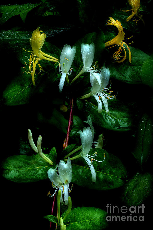 Drifting Scent Of Honeysuckle Photograph by Michael Eingle