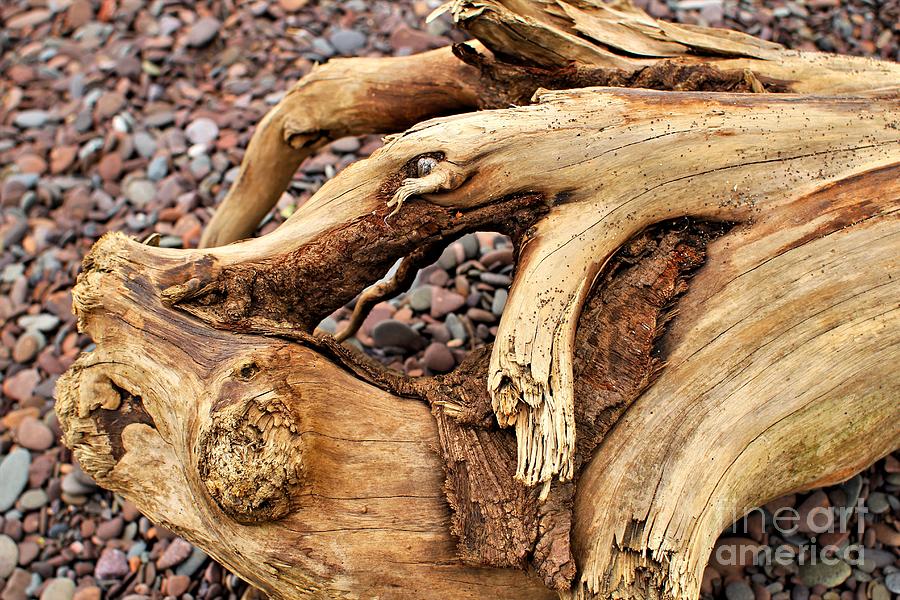 Driftwood 1 Photograph by Jimmy Ostgard