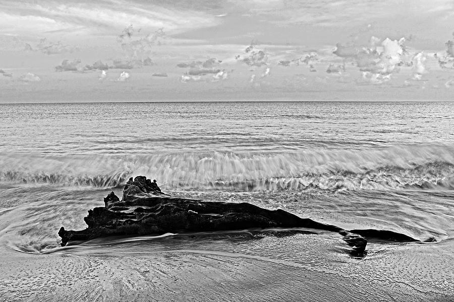 Driftwood-1-St Lucia Photograph by Chester Williams