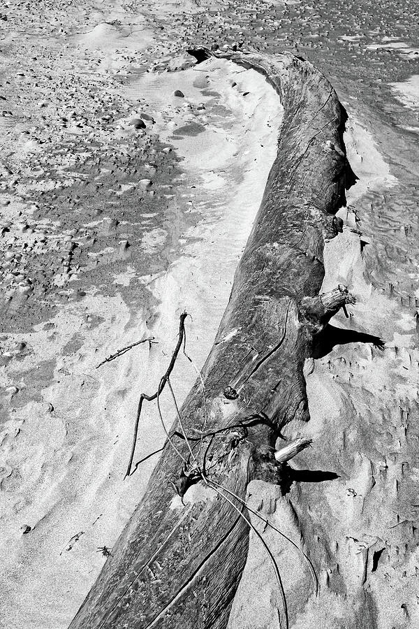 Driftwood 4 BW Photograph by Mary Bedy