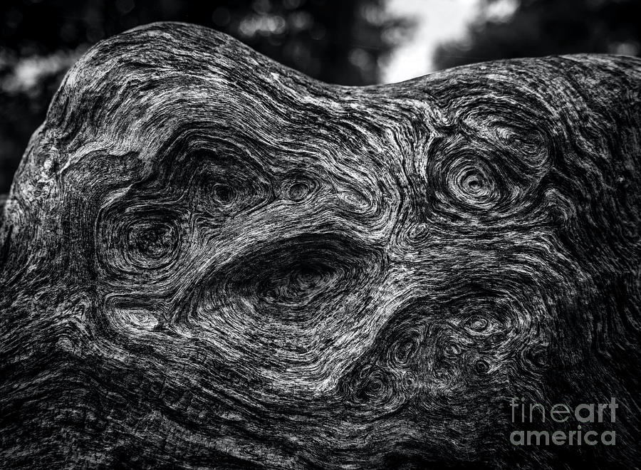 Driftwood Abstract 1 Photograph by James Aiken