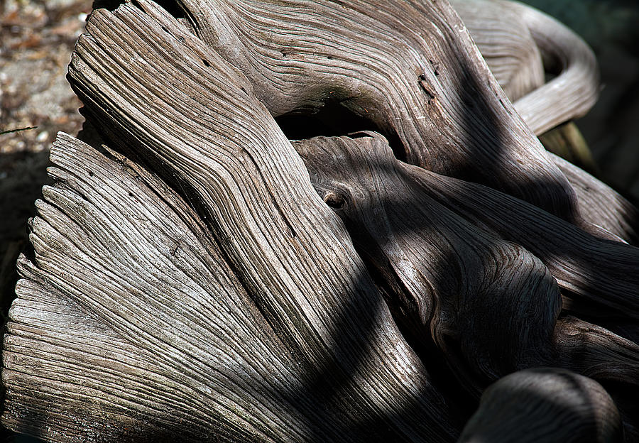 Driftwood Abstract Photograph by Kenneth Albin