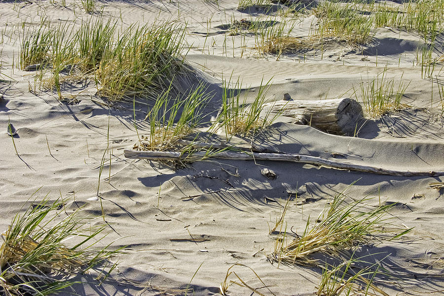 Driftwood and Beach Grass Popham Beach Maine Photograph by Keith Webber Jr