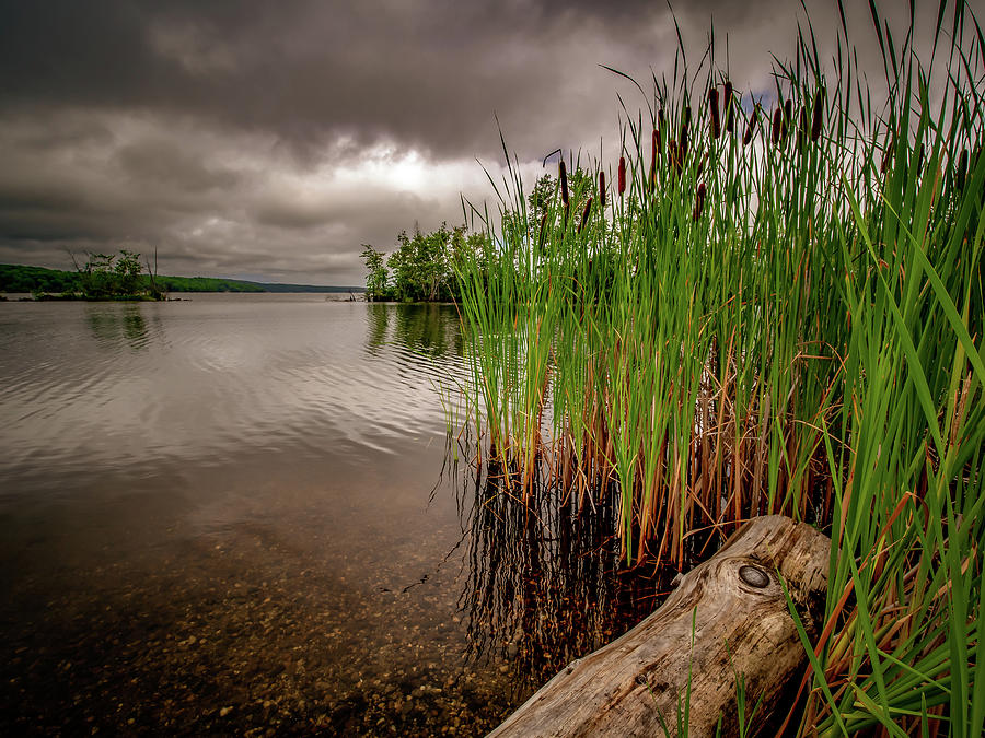 Driftwood And Cattails  Photograph by Bob Orsillo