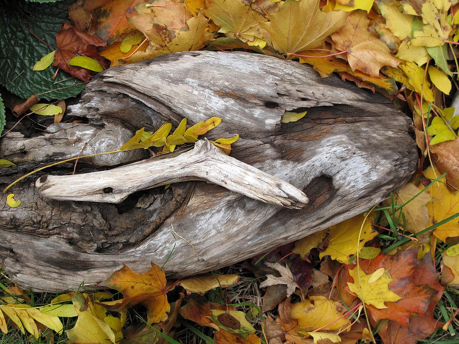 Driftwood and Fall Leaves  Photograph by Lyle Crump