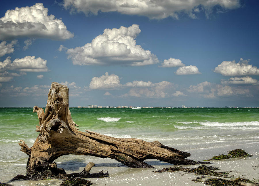 Driftwood and Fort Myers Photograph by Greg and Chrystal Mimbs