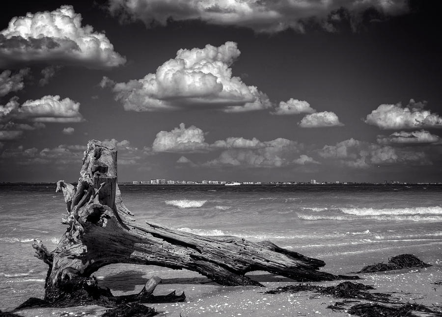 Driftwood and Fort Myers in Black and White Photograph by Greg and Chrystal Mimbs