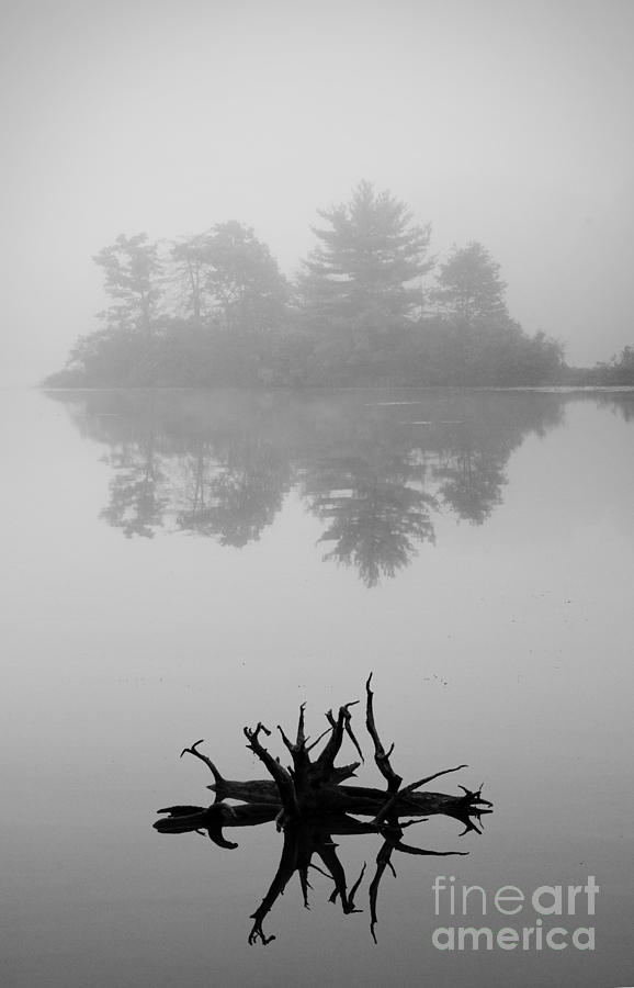 Driftwood and Lake Photograph by David Gordon
