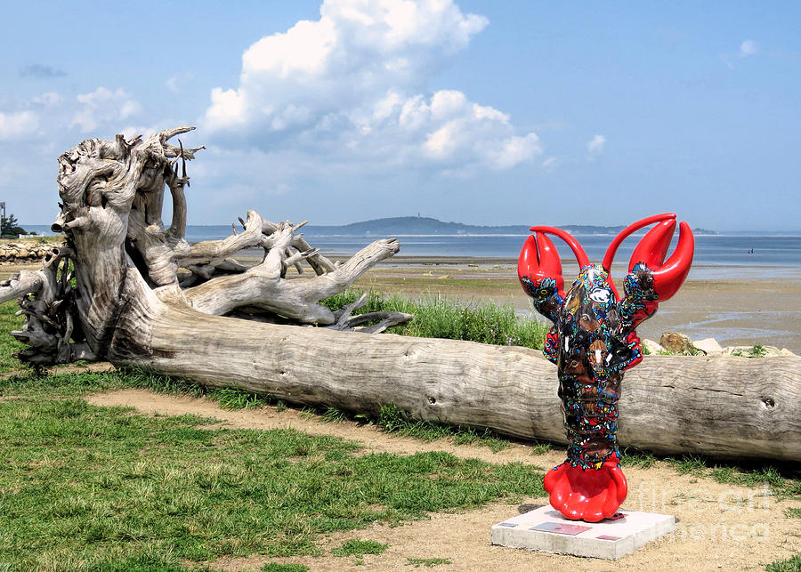 Driftwood and Lobster  Photograph by Janice Drew