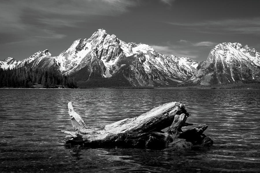 driftwood and Mt. Moran Photograph by Stephen Holst