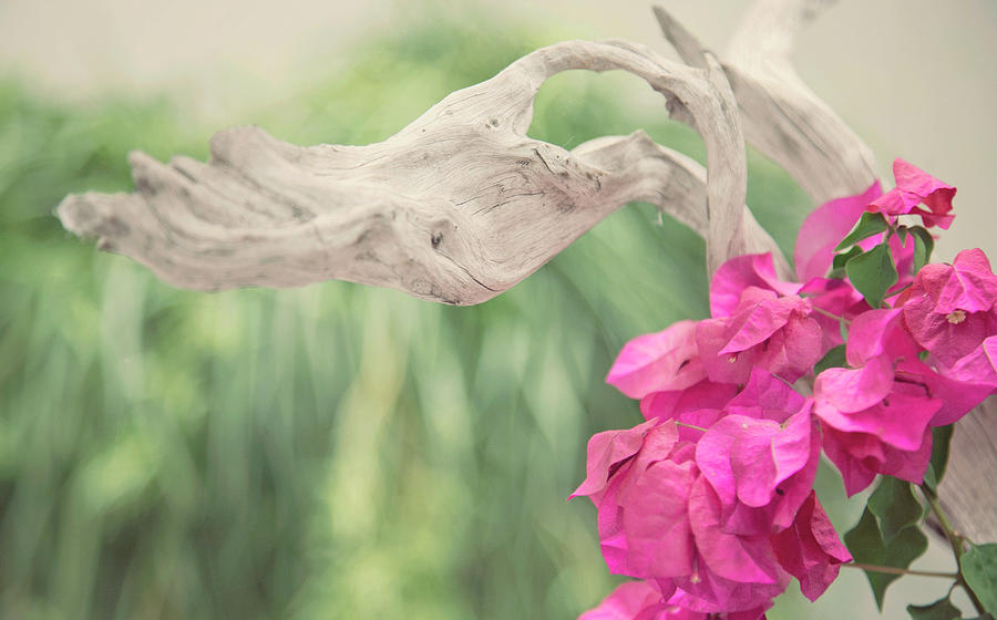 Driftwood and Pink Petals Photograph by Toni Hopper