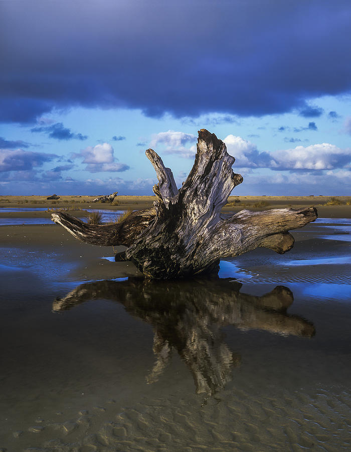 Driftwood and Reflection Photograph by Robert Potts