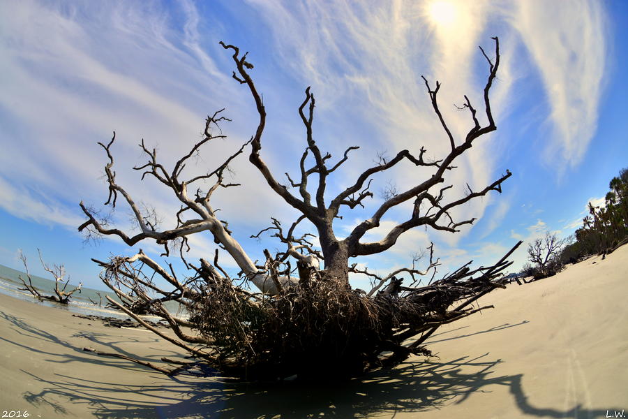 Driftwood And Roots Hunting Island SC Photograph by Lisa Wooten