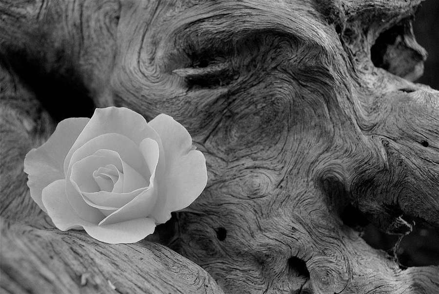 Black And White Photograph - Driftwood and Roses by Michael Peychich