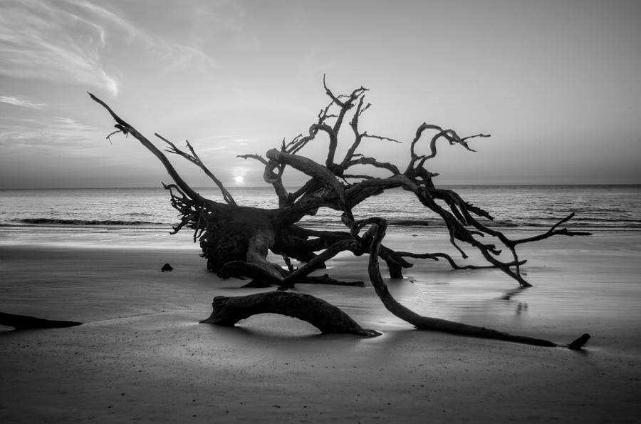 Driftwood And Sand in Black and White Photograph by Greg and Chrystal Mimbs