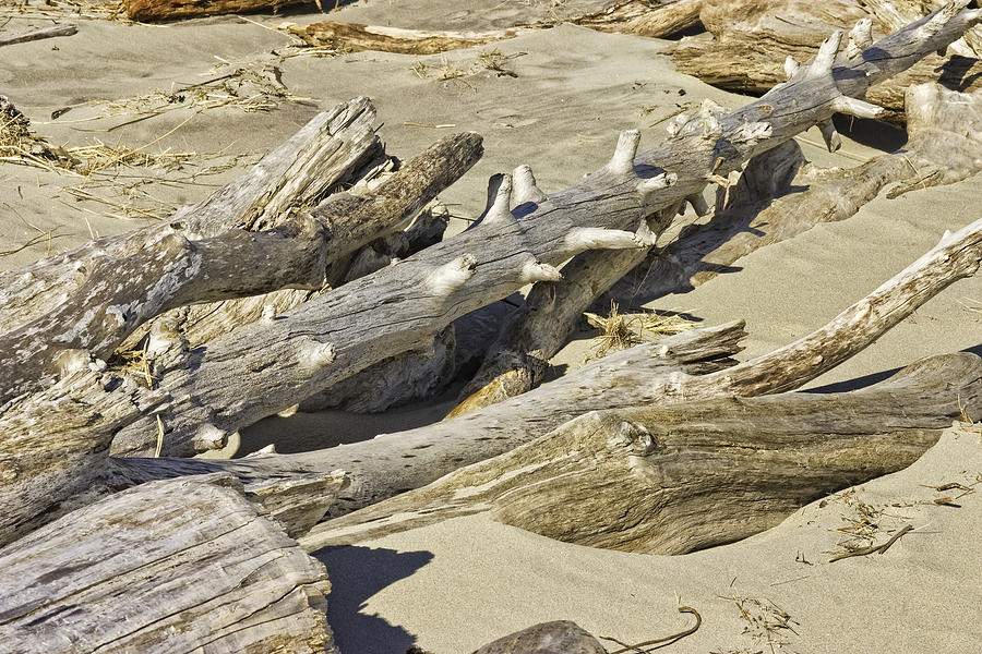 Driftwood and sand on Popham Beach on the Coast of Maine Photograph by Keith Webber Jr