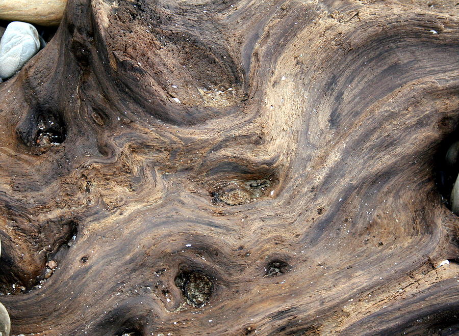 Driftwood and Stone Photograph by Valerie Collins Driftwood and Stone Photograph by Valerie Collins
