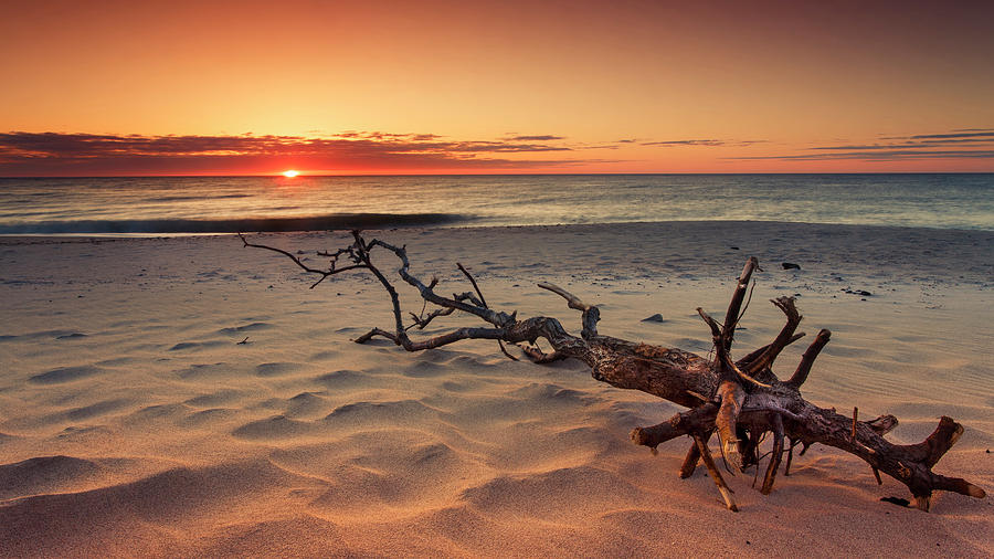Driftwood And Unbelievable Ocean Sunrise At Nauset Beach Photograph by Darius Aniunas