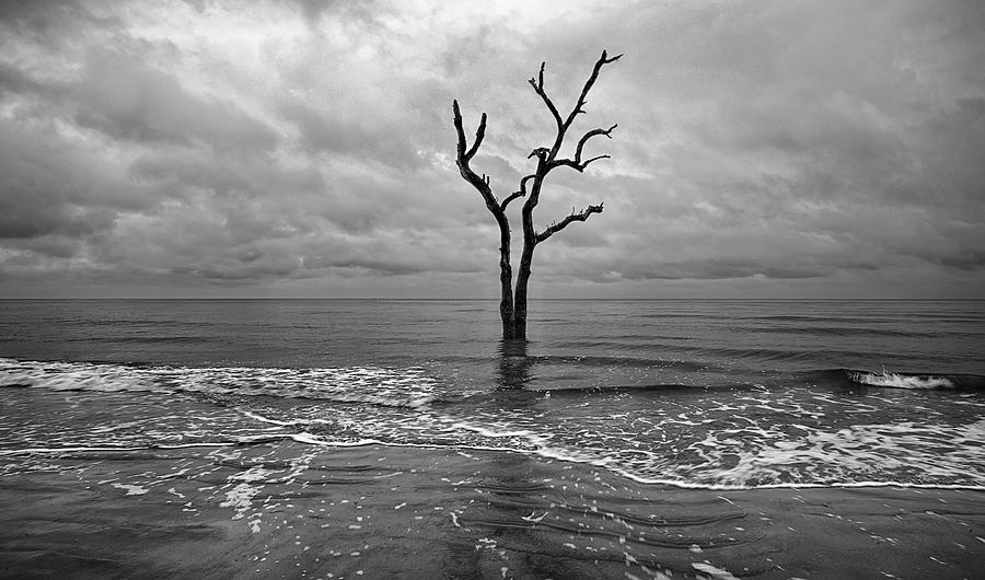 Driftwood and washed out trees at the beach on Hunting Island St Photograph by Alex Grichenko