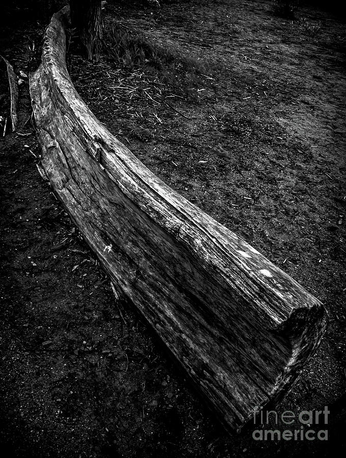Driftwood Arc Photograph by James Aiken
