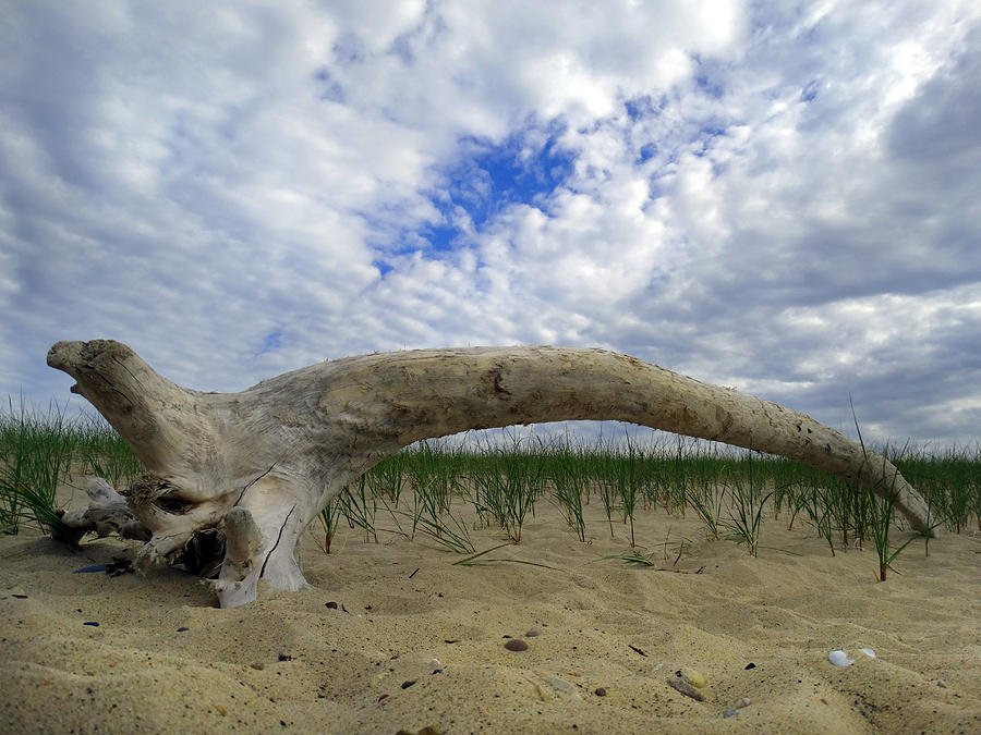 Driftwood Arch Photograph by David T Wilkinson