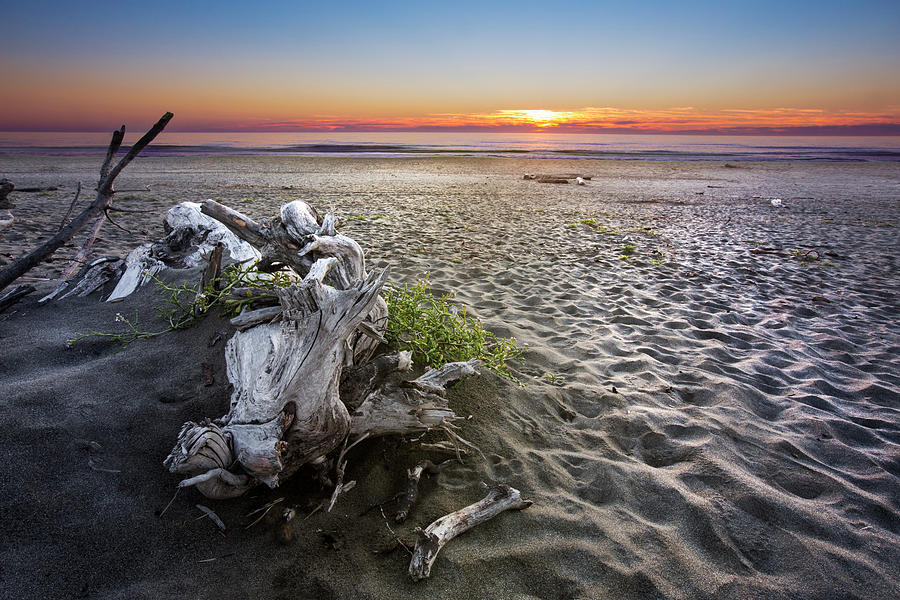 Driftwood at Sunset Photograph by Debra and Dave Vanderlaan