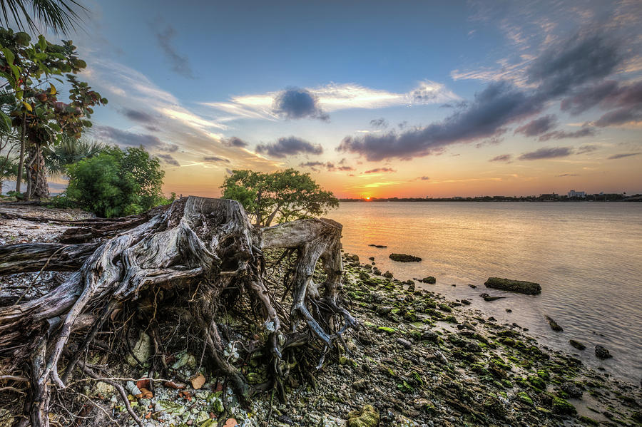 Driftwood at the Edge Photograph by Debra and Dave Vanderlaan