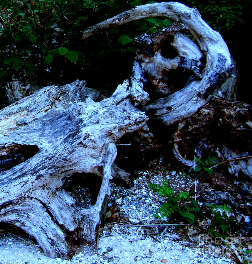 Driftwood Away Photograph by Patrick Mills