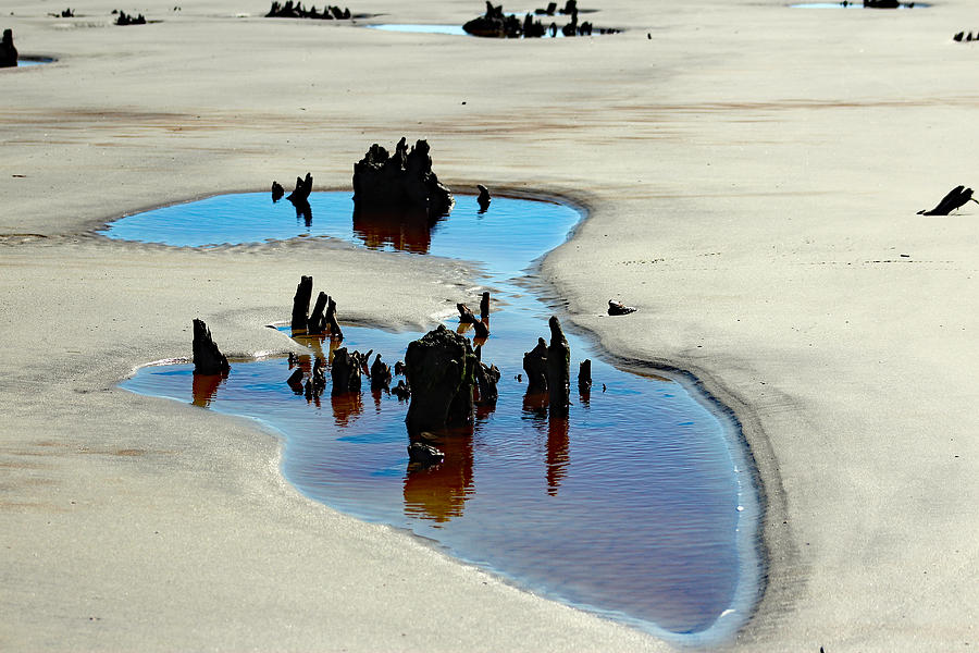 Driftwood Beach 2 - Jekyll Island Photograph By DB Hayes - Fine Art America