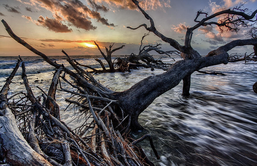 Driftwood Beach 5 Photograph by Dillon Kalkhurst