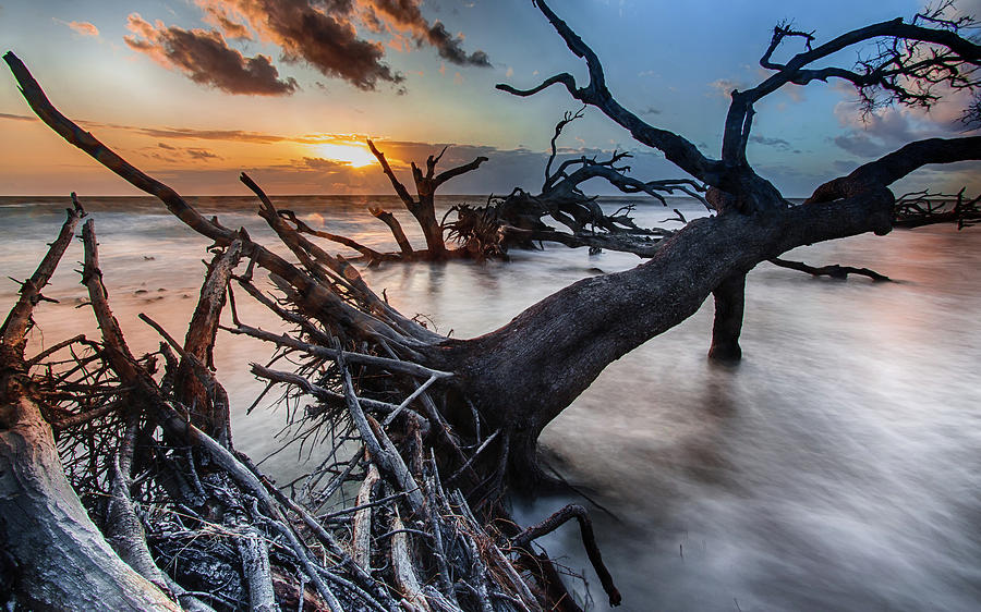 Driftwood Beach 6 Photograph by Dillon Kalkhurst