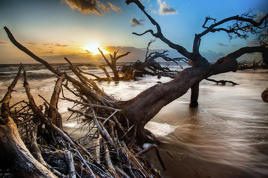 Driftwood Beach 7 Photograph by Dillon Kalkhurst