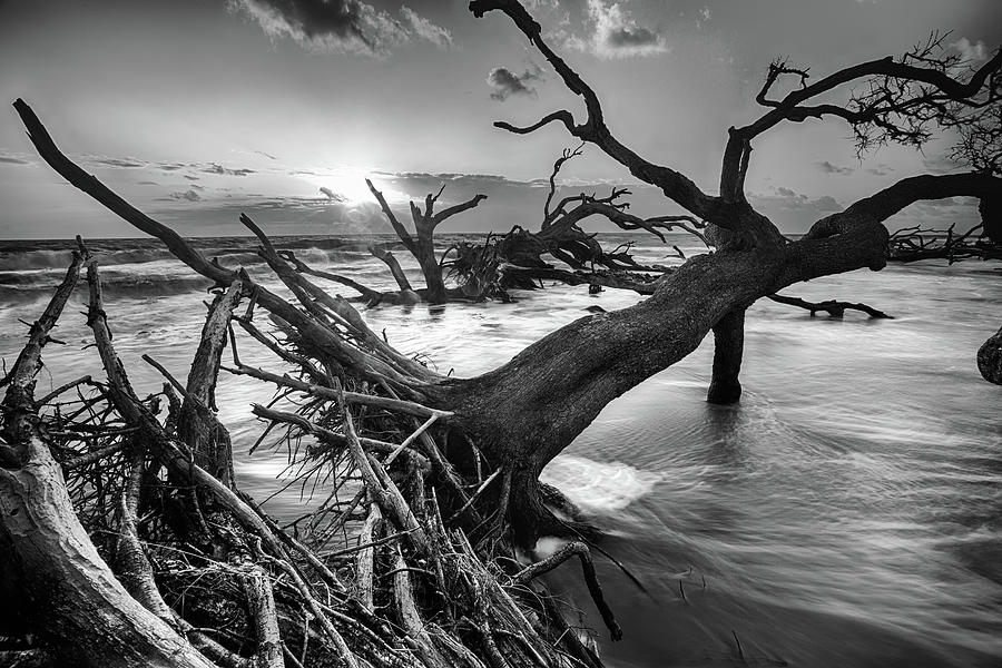 Driftwood Beach 8 Photograph by Dillon Kalkhurst