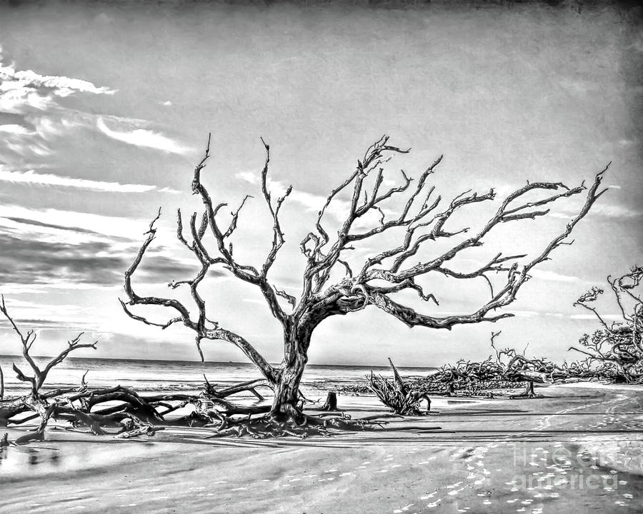 Driftwood Beach - Black and White Photograph by Kerri Farley