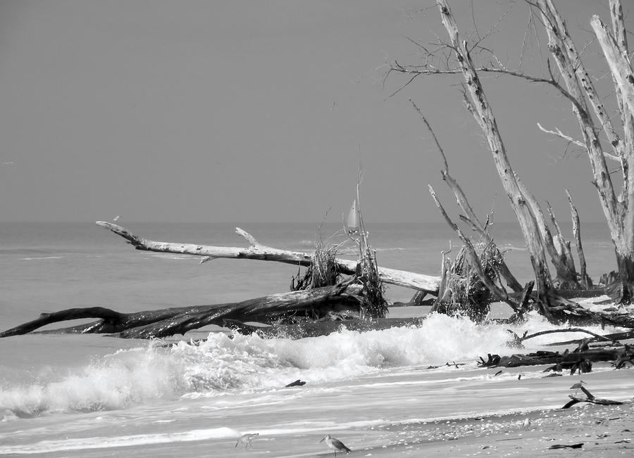 Driftwood Beach  Black and White Photograph by Rosalie Scanlon