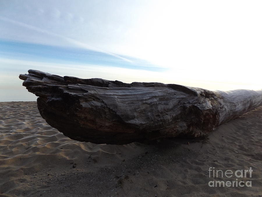 Driftwood Beach Photograph by Erick Schmidt