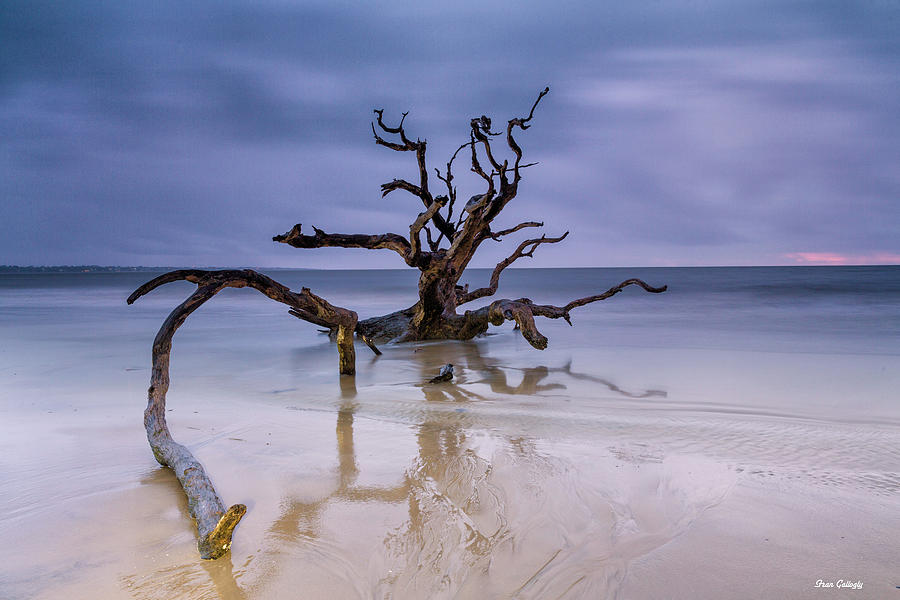 Driftwood Beach Photograph by Fran Gallogly