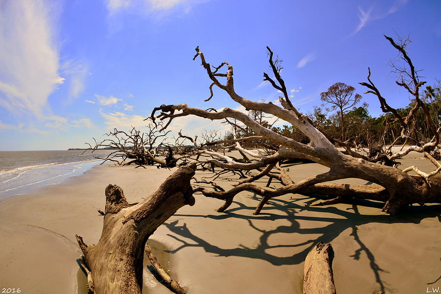Driftwood Beach Hunting Island Beaufort SC Photograph by Lisa Wooten