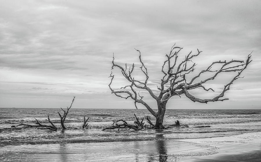 Driftwood Beach Photograph - Still Standing In Black And White by Andrew Wilson Driftwood Beach Photograph - Still Standing In Black And White by Andrew Wilson