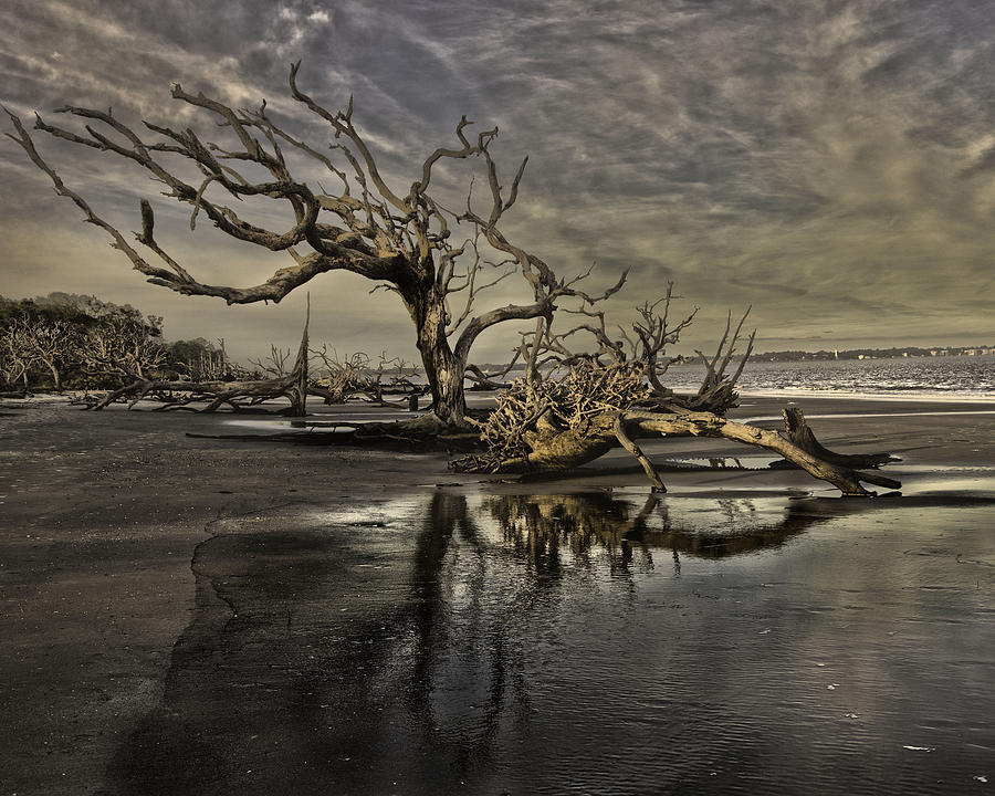 Driftwood Beach Photograph by Kevin Senter