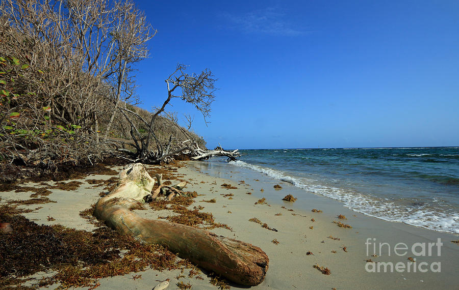 Driftwood Beach Photograph by Mary Haber