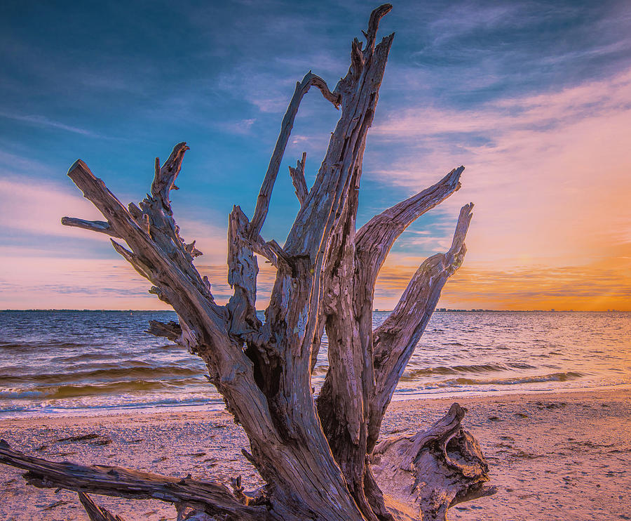 Driftwood Beach Photograph by Steven Ainsworth