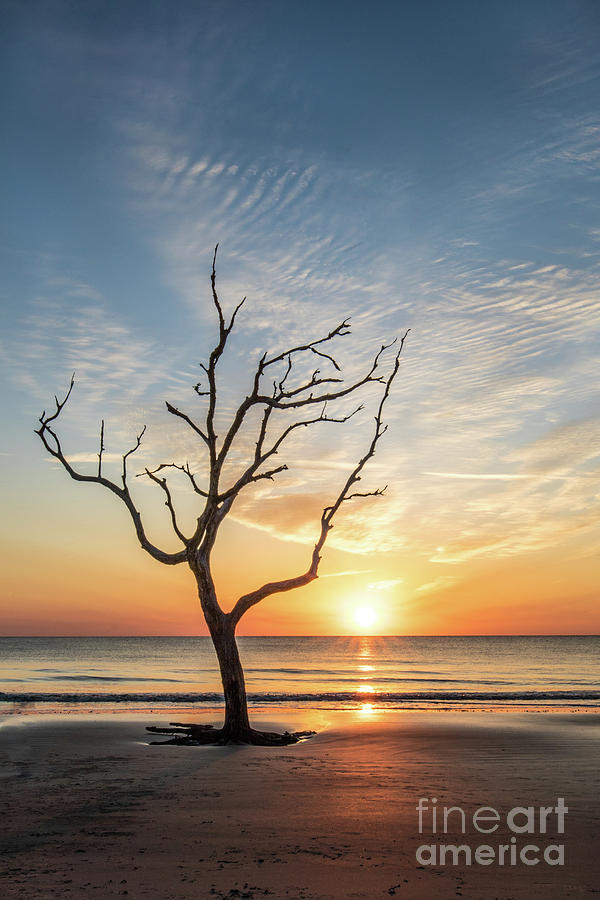 Driftwood Beach Tree at Sunrise Photograph by Jennifer Ludlum