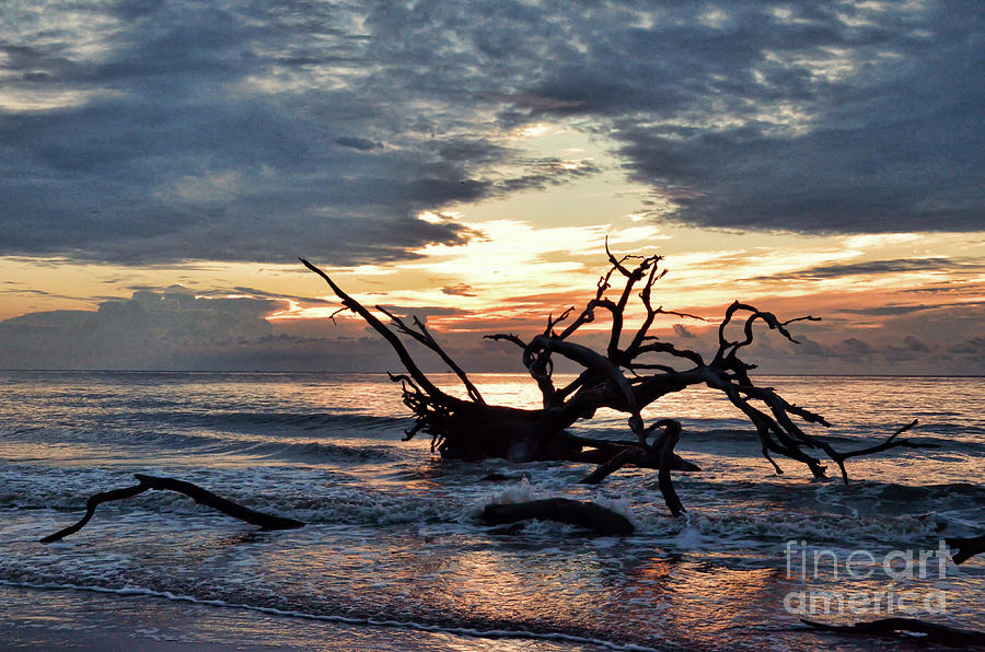 Driftwood Beach Sunrise Photograph by Kerri Farley