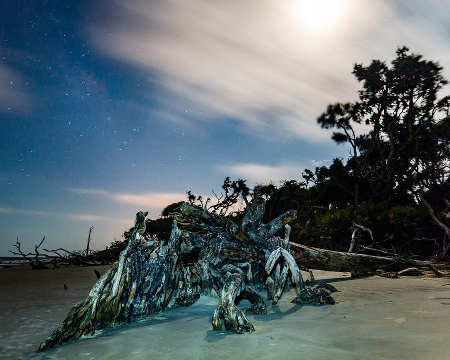Driftwood Beast Photograph by Chris Bordeleau
