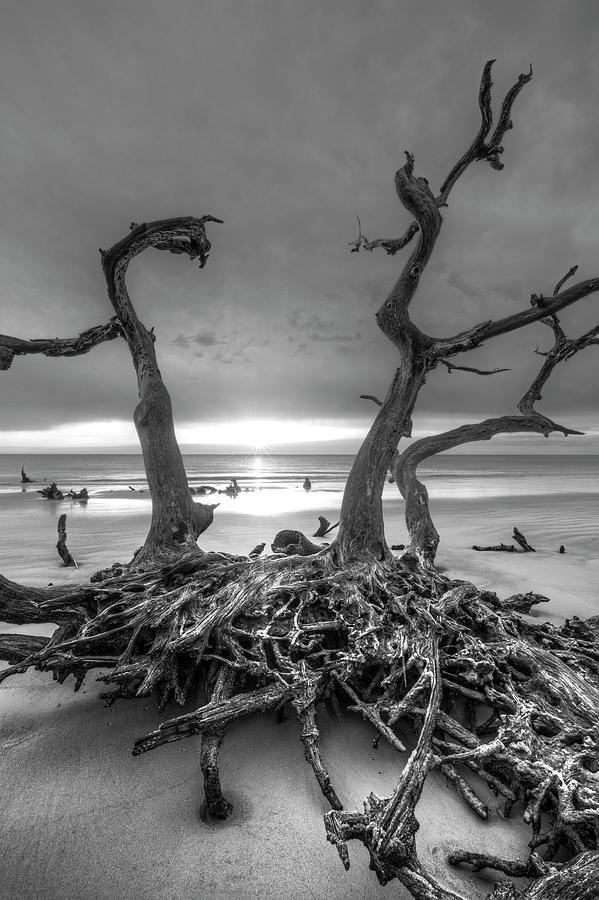 Beach Photograph - Driftwood Black and White by Debra and Dave Vanderlaan