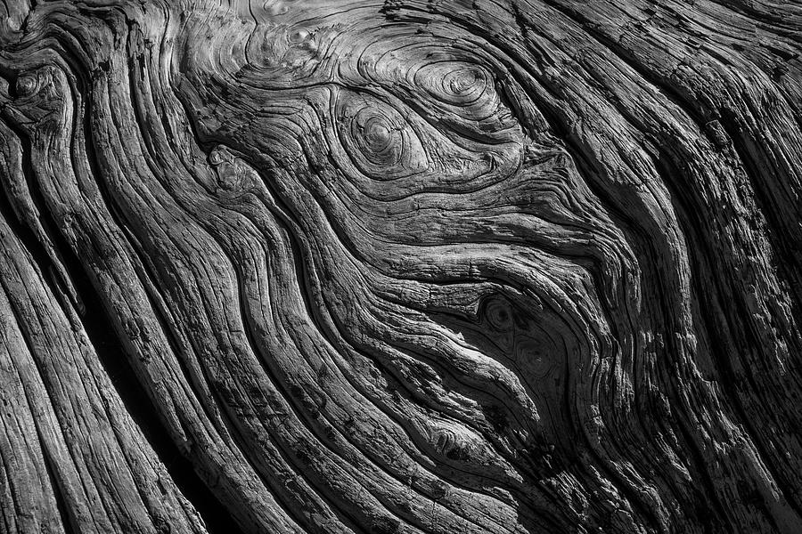 Driftwood Black And White Photograph by Garry Gay