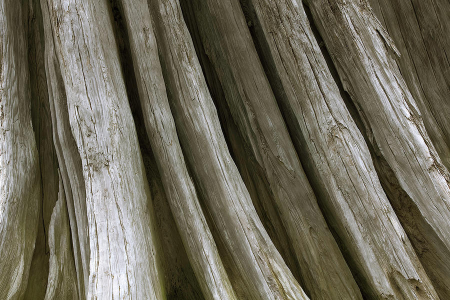 Driftwood Photograph - Driftwood by Bob Stevens