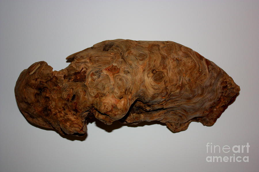 Driftwood Burl Photograph by Larry Bacon